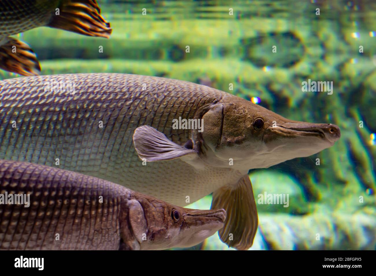 alligator gar is a ray-finned euryhaline fish related to the bowfin in the infraclass Holostei. It is the largest species in the gar family Stock Photo
