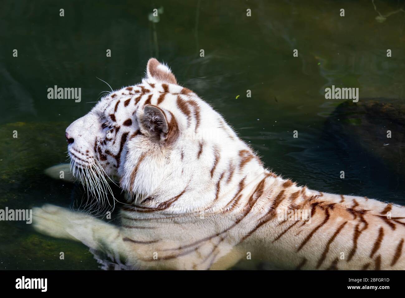 While tiger while swimming on river water. white tiger or bleached ...