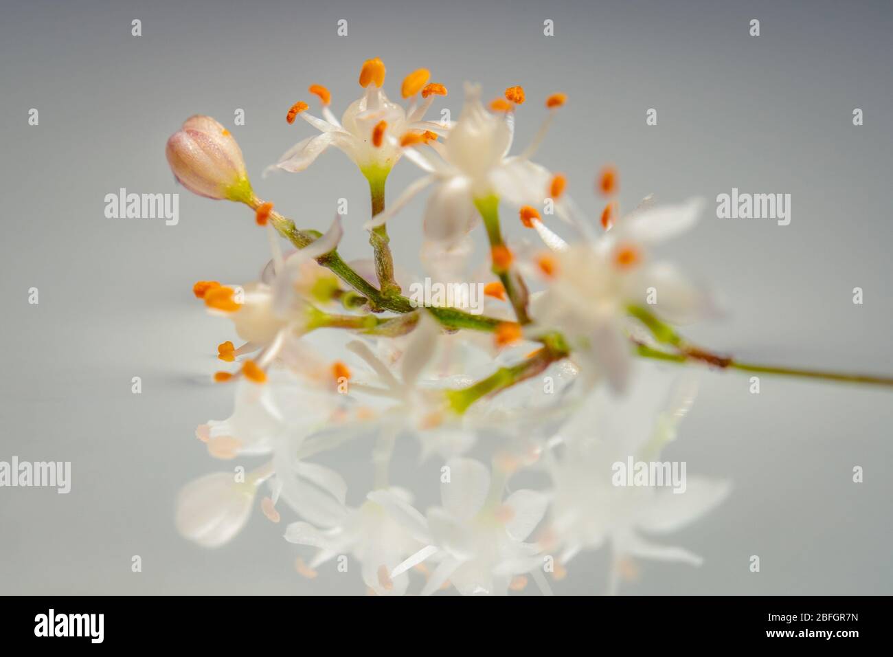 Asparagus densiflorus hires stock photography and images Alamy