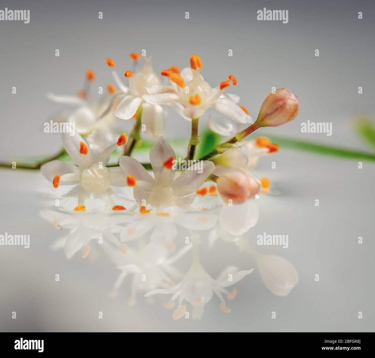 Asparagus densiflorus hires stock photography and images Alamy