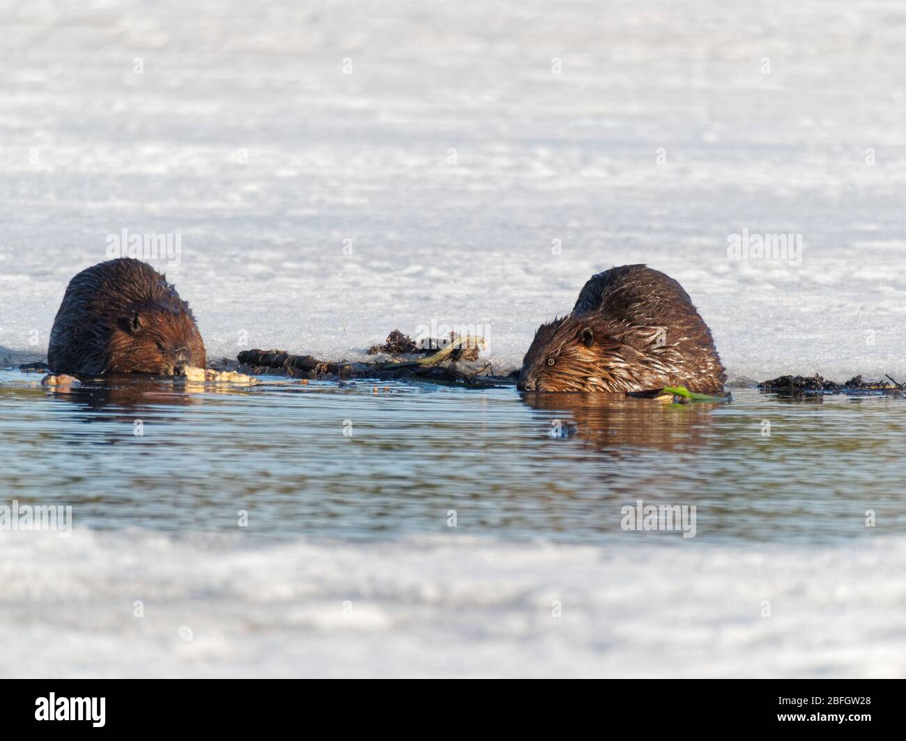 Quebec,Canada. Beavers on an ice covered lake Stock Photo