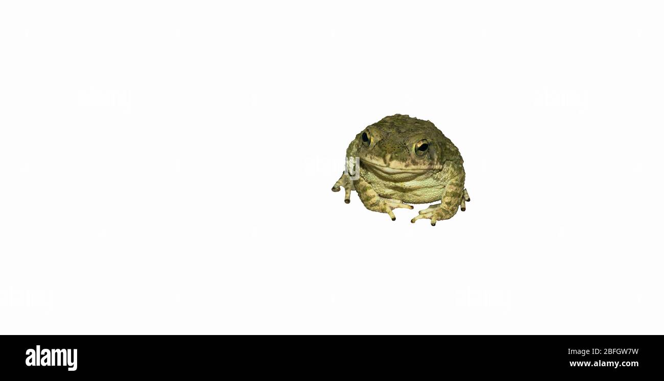 close up of a common toad isolated on white background,front view Stock Photo