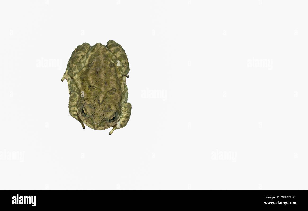 close up of a common toad isolated on white background,upper view Stock Photo