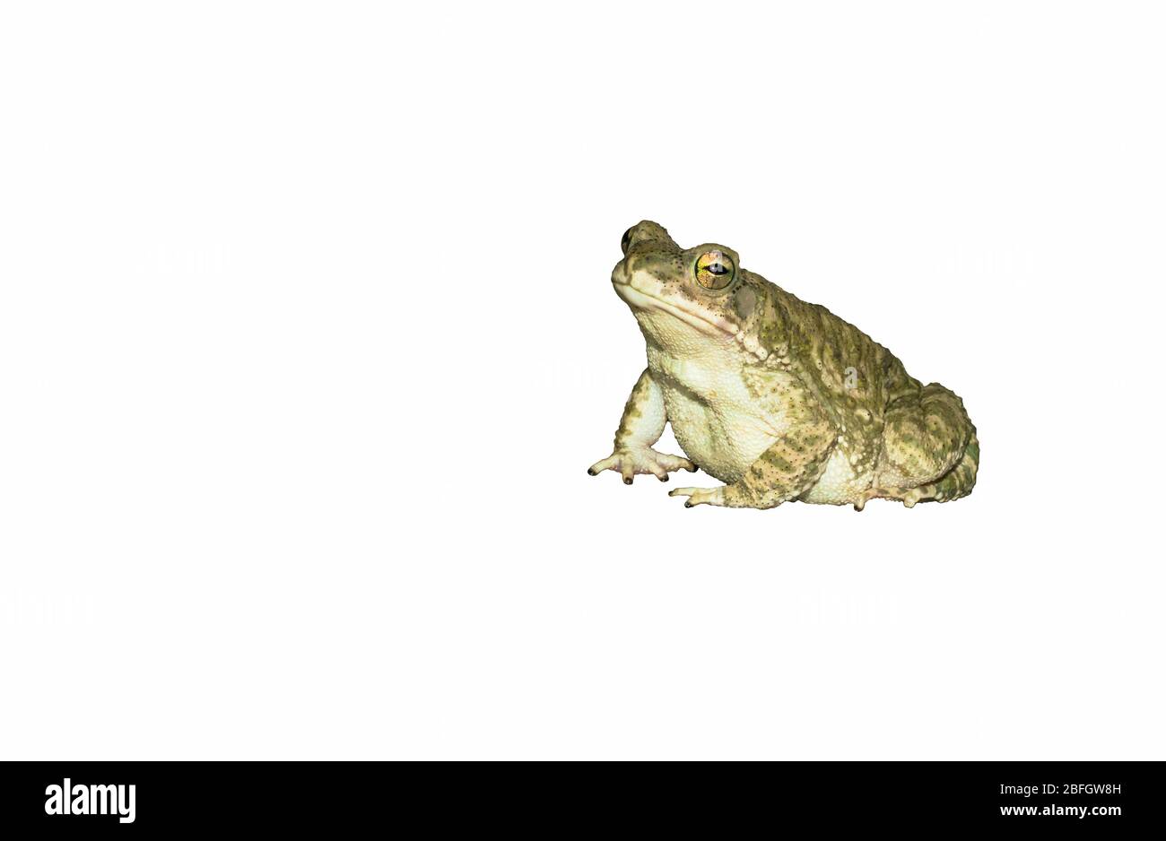 close up of a common toad isolated on white background,side view Stock Photo