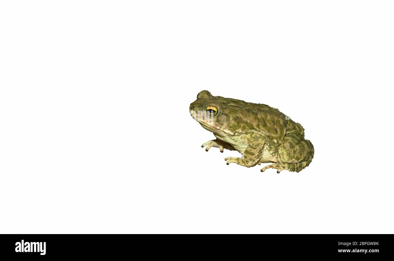 Close up of a common toad on a white background.Side view. Stock Photo