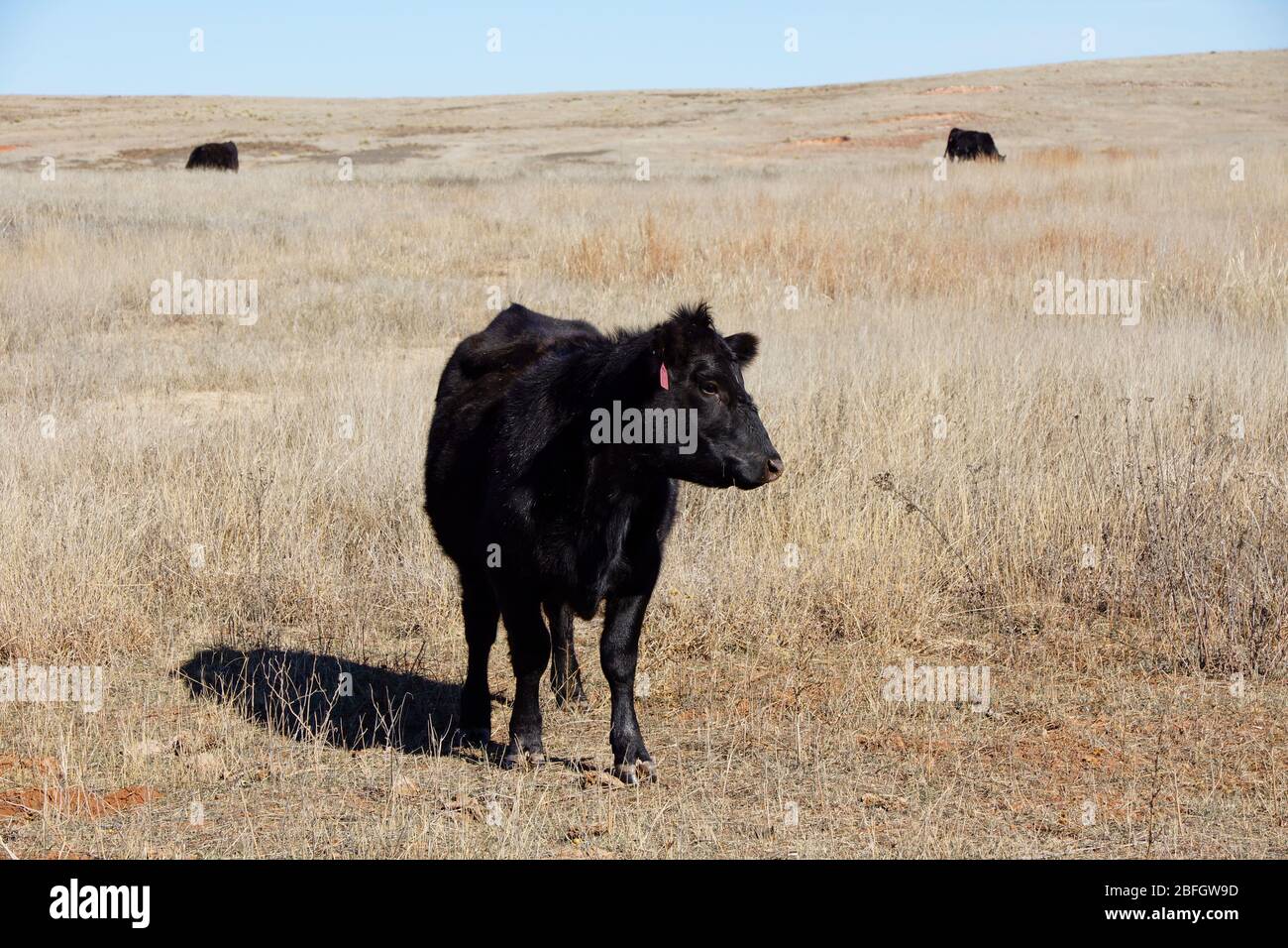 Black Kettle National Grassland in Oklahoma USA Stock Photo