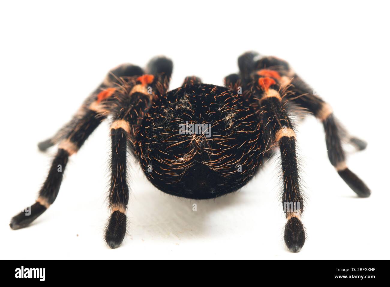 Brachypelma auratum ( Mexican flame knee) is a tarantula endemic to the regions of Guerrero and Michoacán in Mexico. isolated on white background Stock Photo