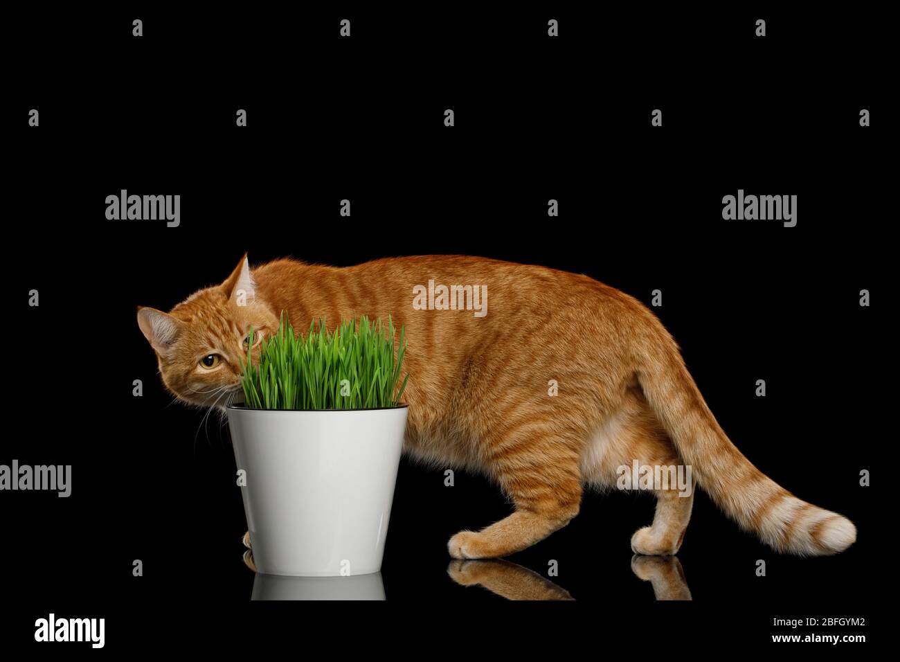 Visual Reference: Red Cat Walk And Eating Wheat Grass On Isolated Black
