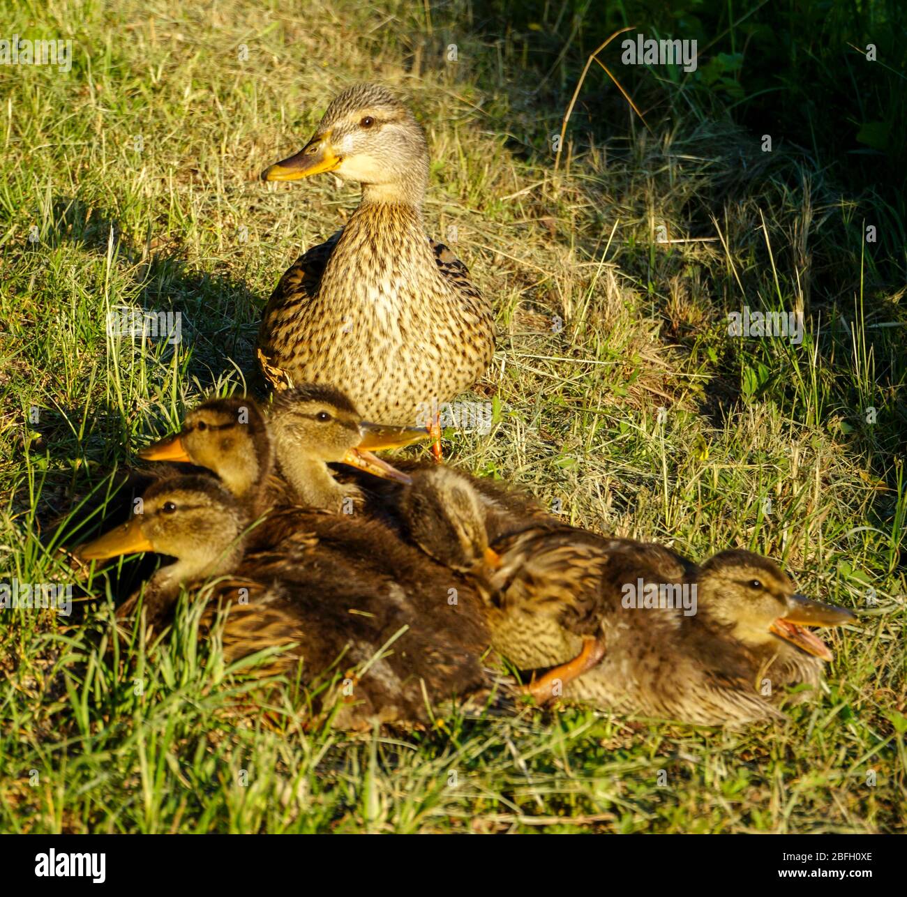 Family of ducks Stock Photo Alamy