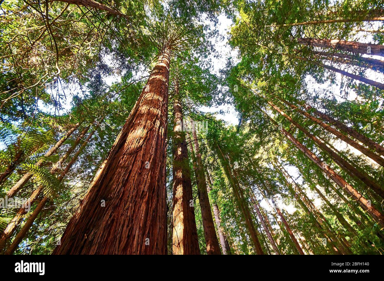 Redwood Trees reaching into the sky in a forest Stock Photo - Alamy