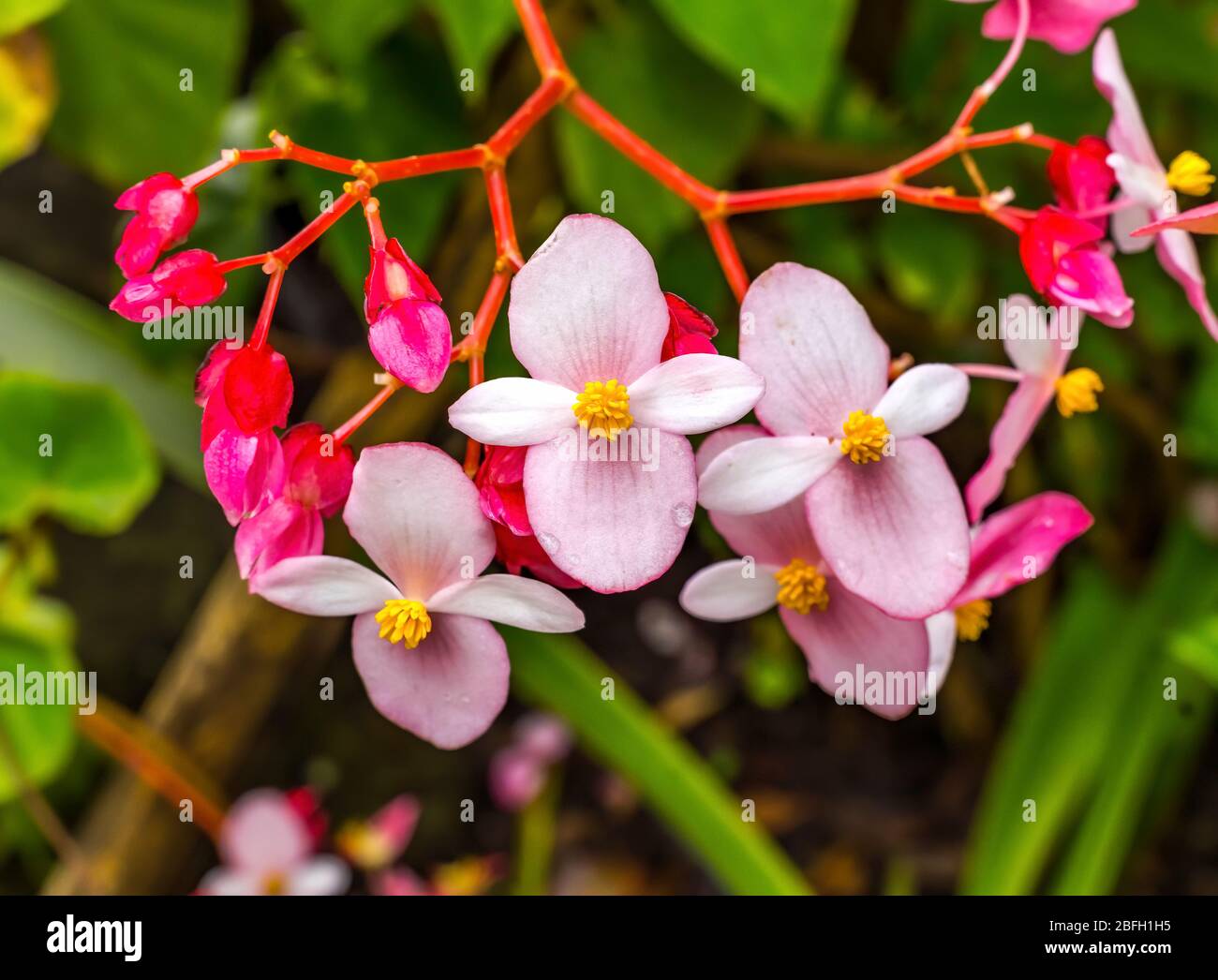 Pink Flowering Begonia Green Leaves Easter Island Chile Stock Photo
