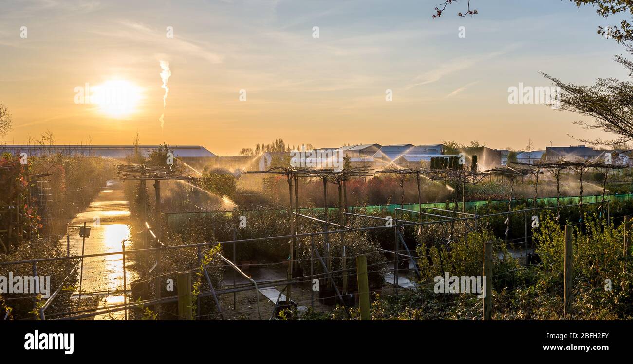 Irrigating orange trees hires stock photography and images Alamy