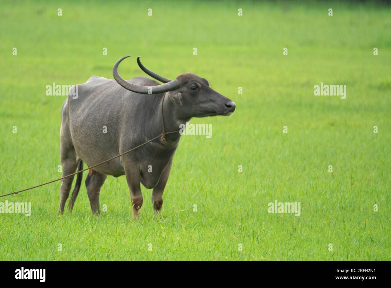 A Large Water Buffalo Bubalus Bubalis Also Called The Domestic Water