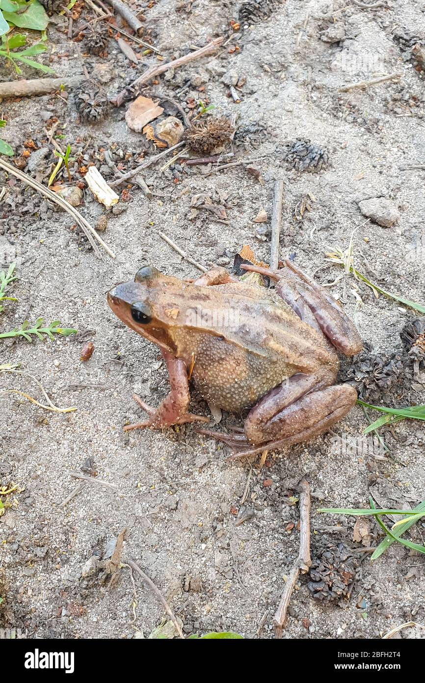 common-toad-also-known-as-european-toad-latin-name-bufo-bufo-is