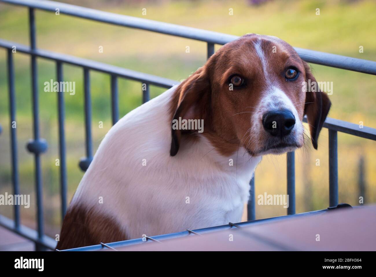 Closeup Portrait of a Funny puppy face in his terrace. Stock Photo