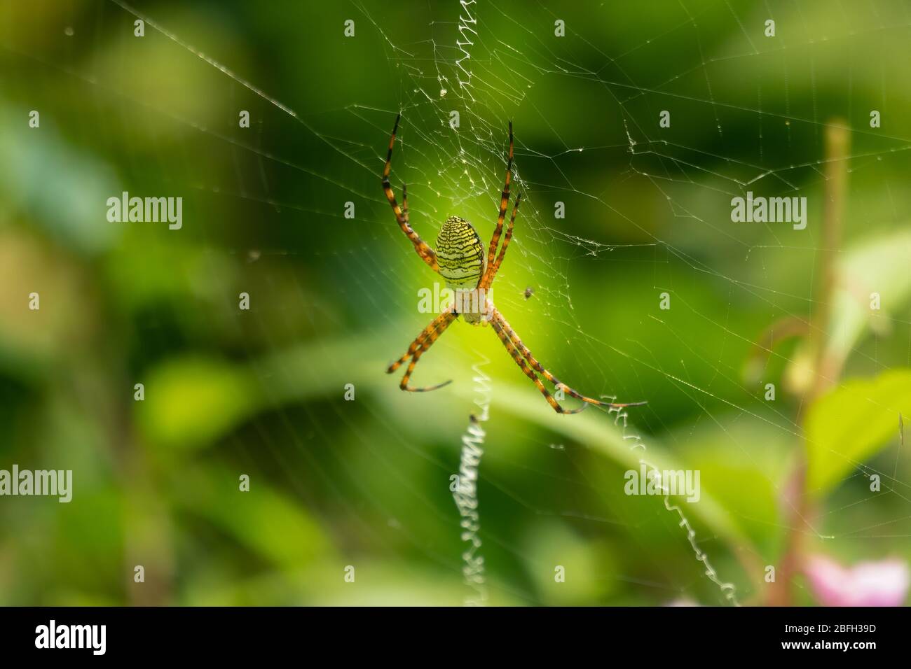 A Wasp Spider (Argiope bruennichi), is at rest on it's web in the garden. Stock Photo