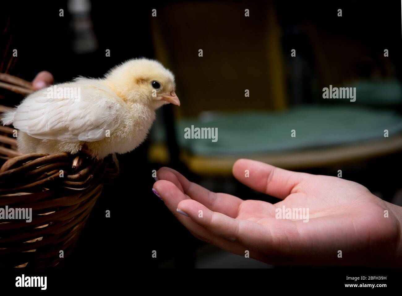 Newporn chicken hi-res stock photography and images - Alamy
