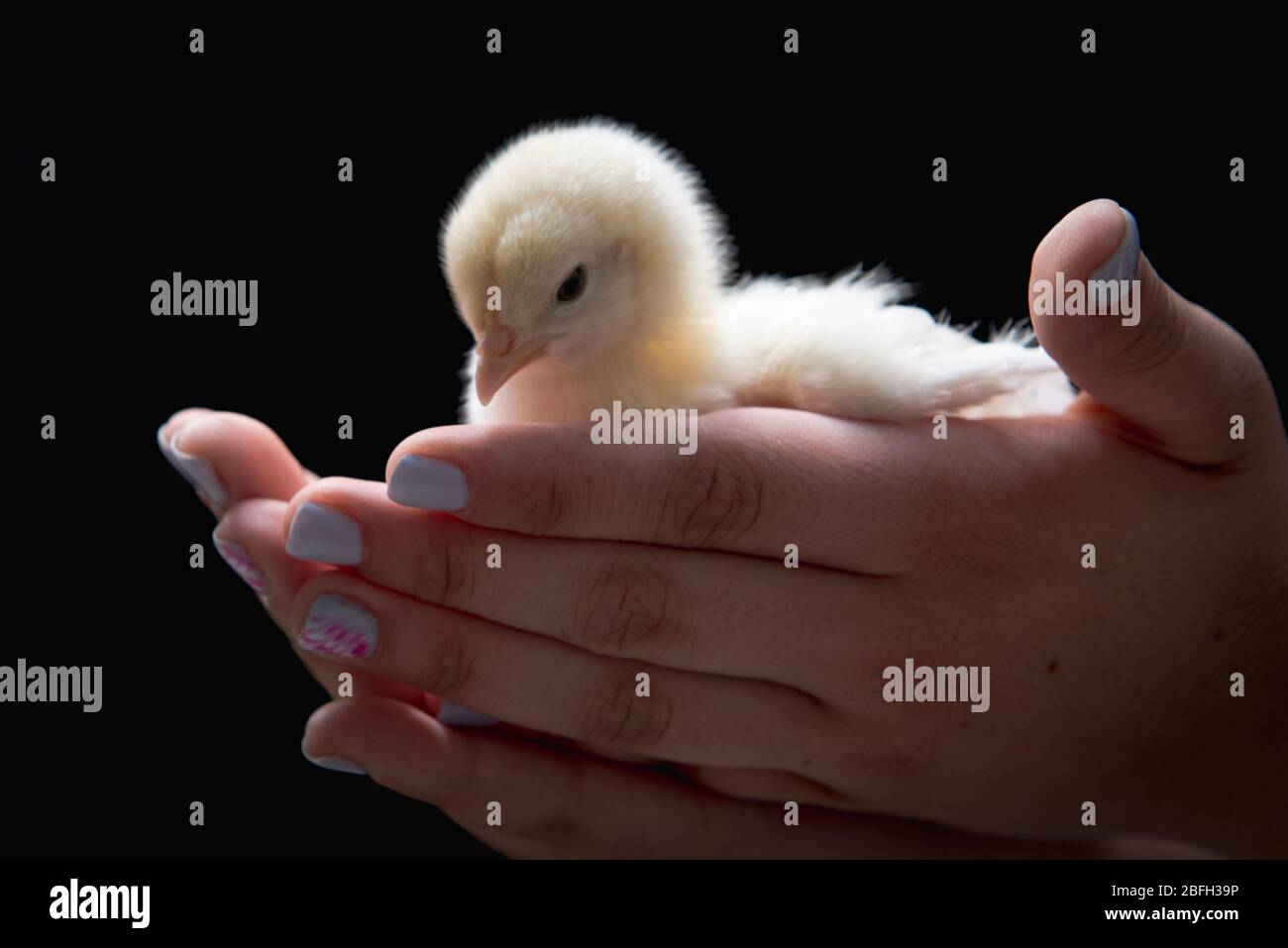 Newporn chicken hi-res stock photography and images - Alamy