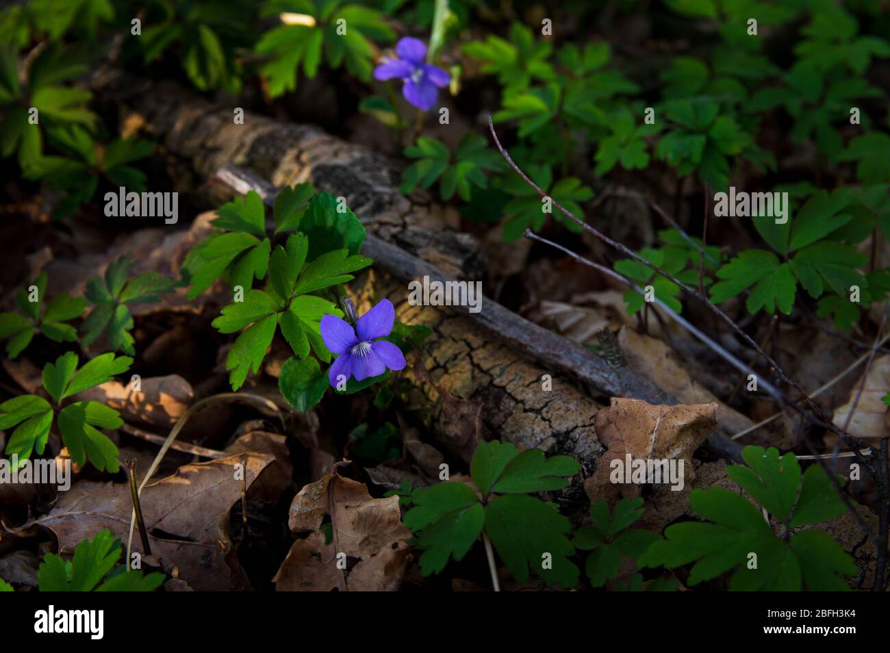 high angle view on Viola riviniana (common dog-violet) growing in the shade in the forest Stock Photo
