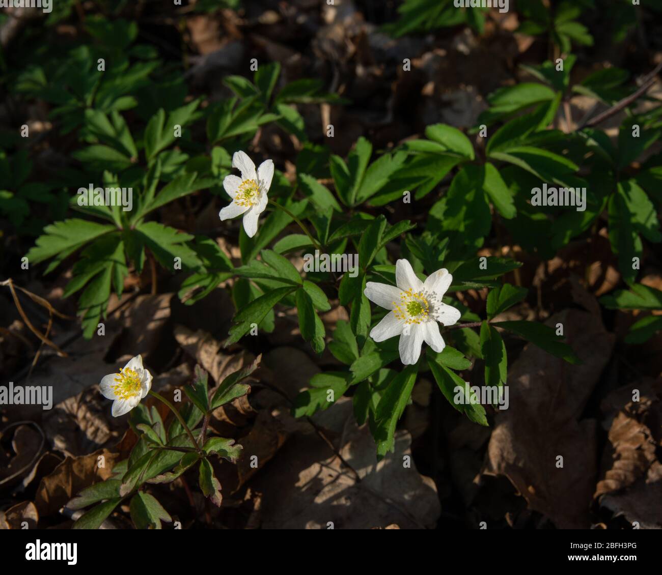 high angle view on blossoms and leaves of wood anemone flowers (Anemone