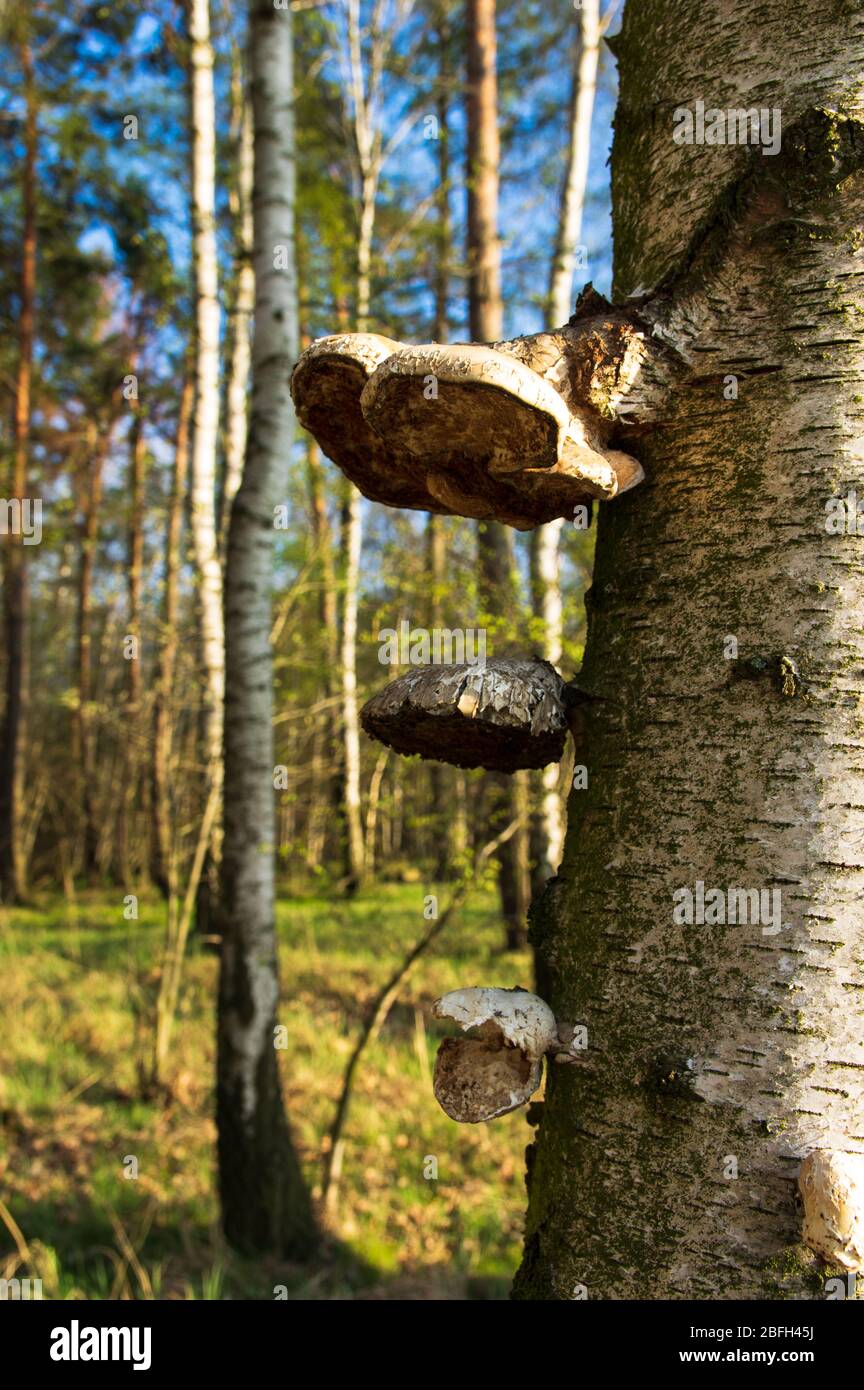 fruit bodiess of Birch Polypore mushrooms (Fomitopsis betulina) growing on a birch tree in a German forest Stock Photo