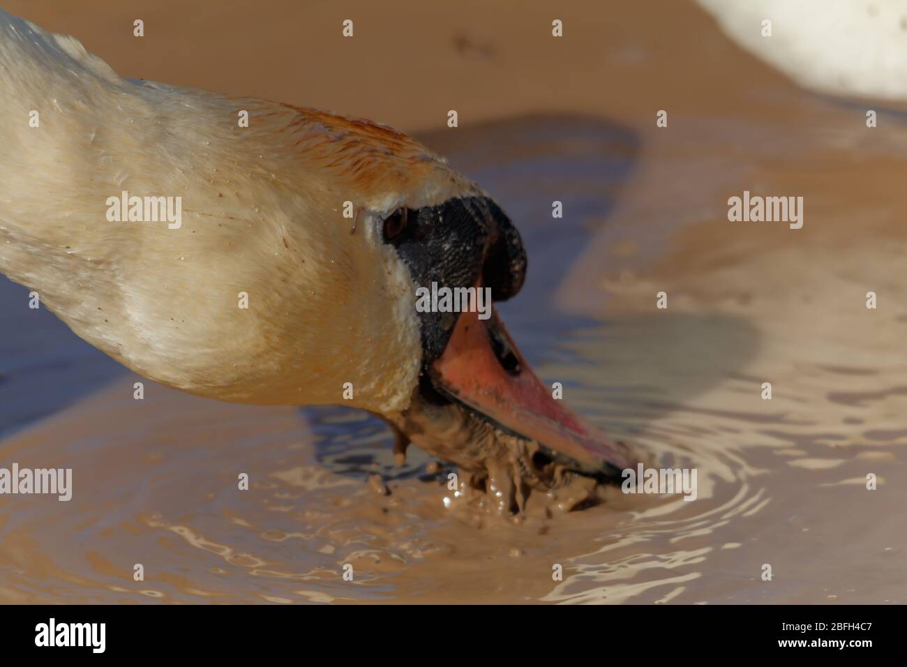 Swan drinking muddy water Stock Photo