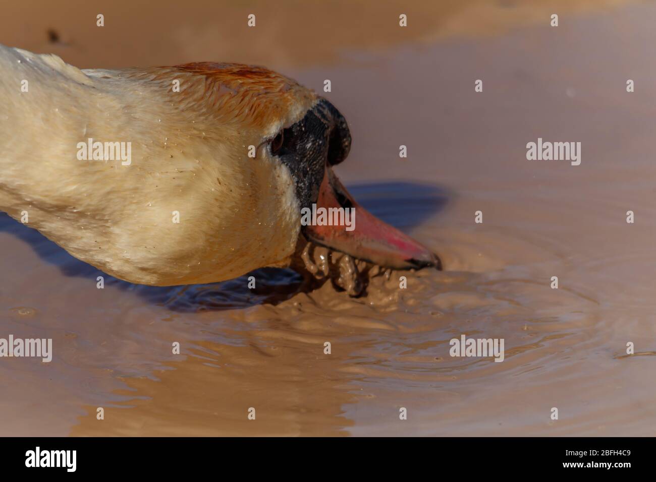 Swan drinking muddy water Stock Photo