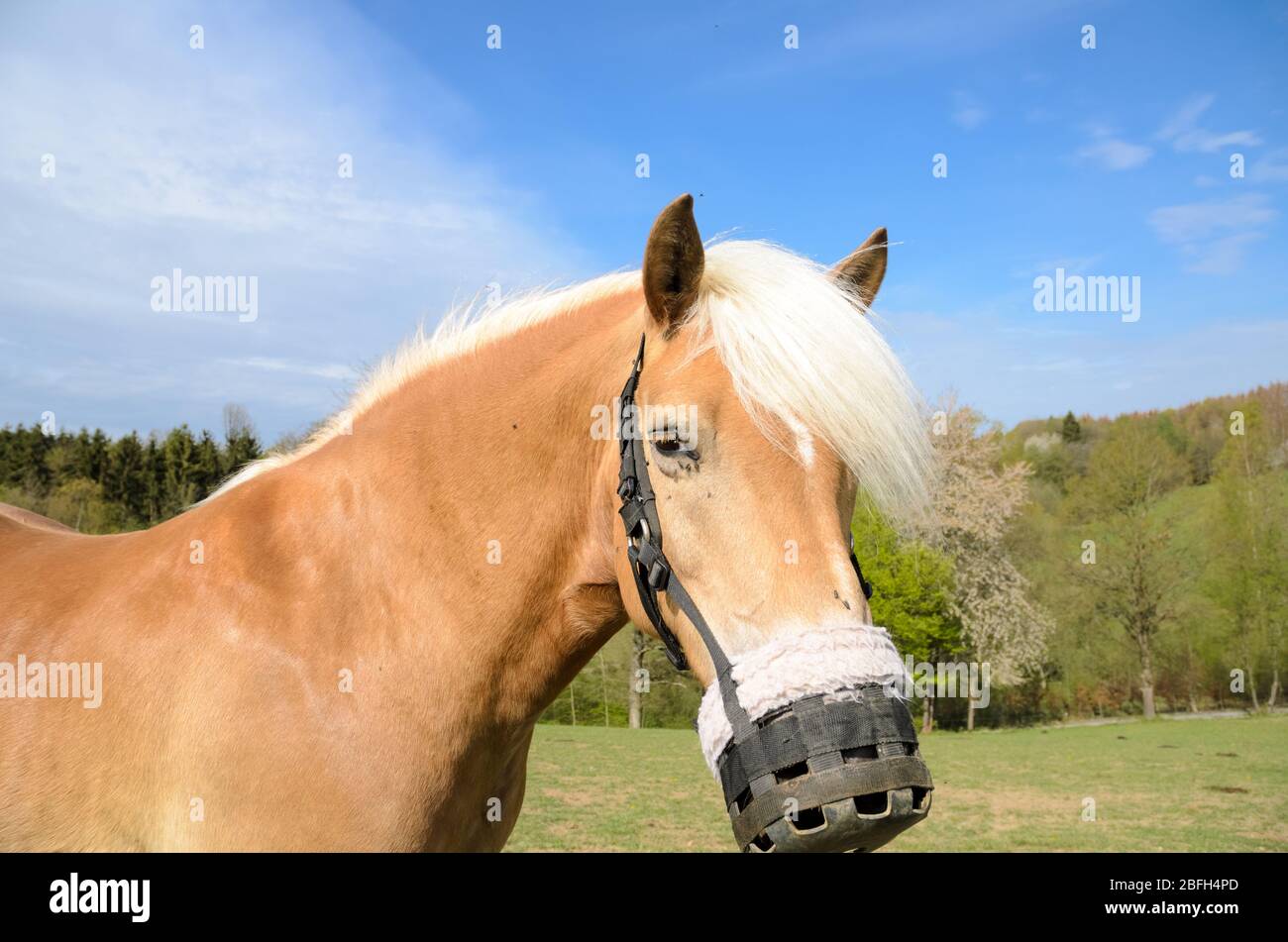 Domestic Haflinger horse (Equus ferus caballus) with protective or  protection mask, muzzle on a pasture in the countryside in Germany, Western  Europe Stock Photo - Alamy