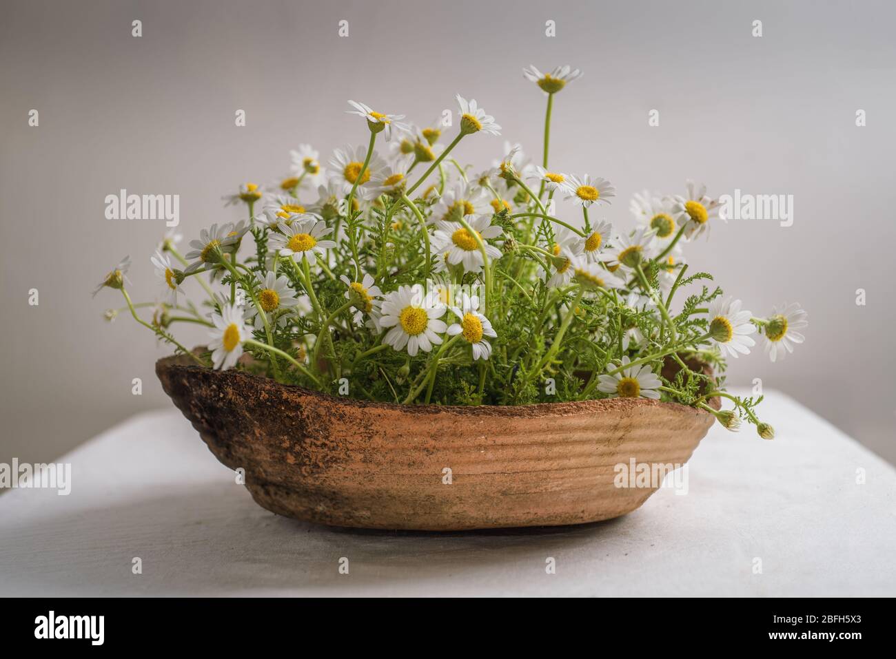 Wild white Daisy (Argyranthemum frutescens) in a clay pot Stock Photo