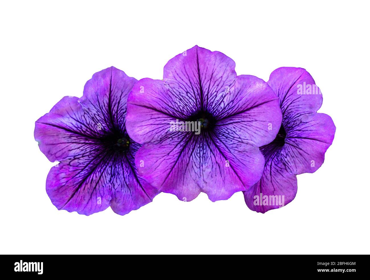 Purple Petunia isolated on white Background. Petunia is a flowering plant originating from South America. The popular flower of the same name received Stock Photo
