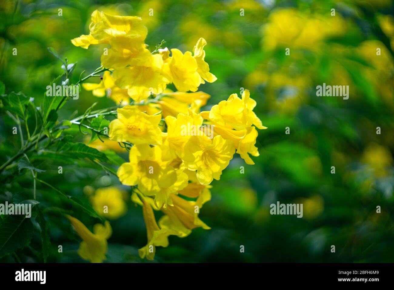 Yellow elder, Trumpetbush, Trumpet Flower  or Yellow trumpet-flower, Yellow trumpetbush Stock Photo
