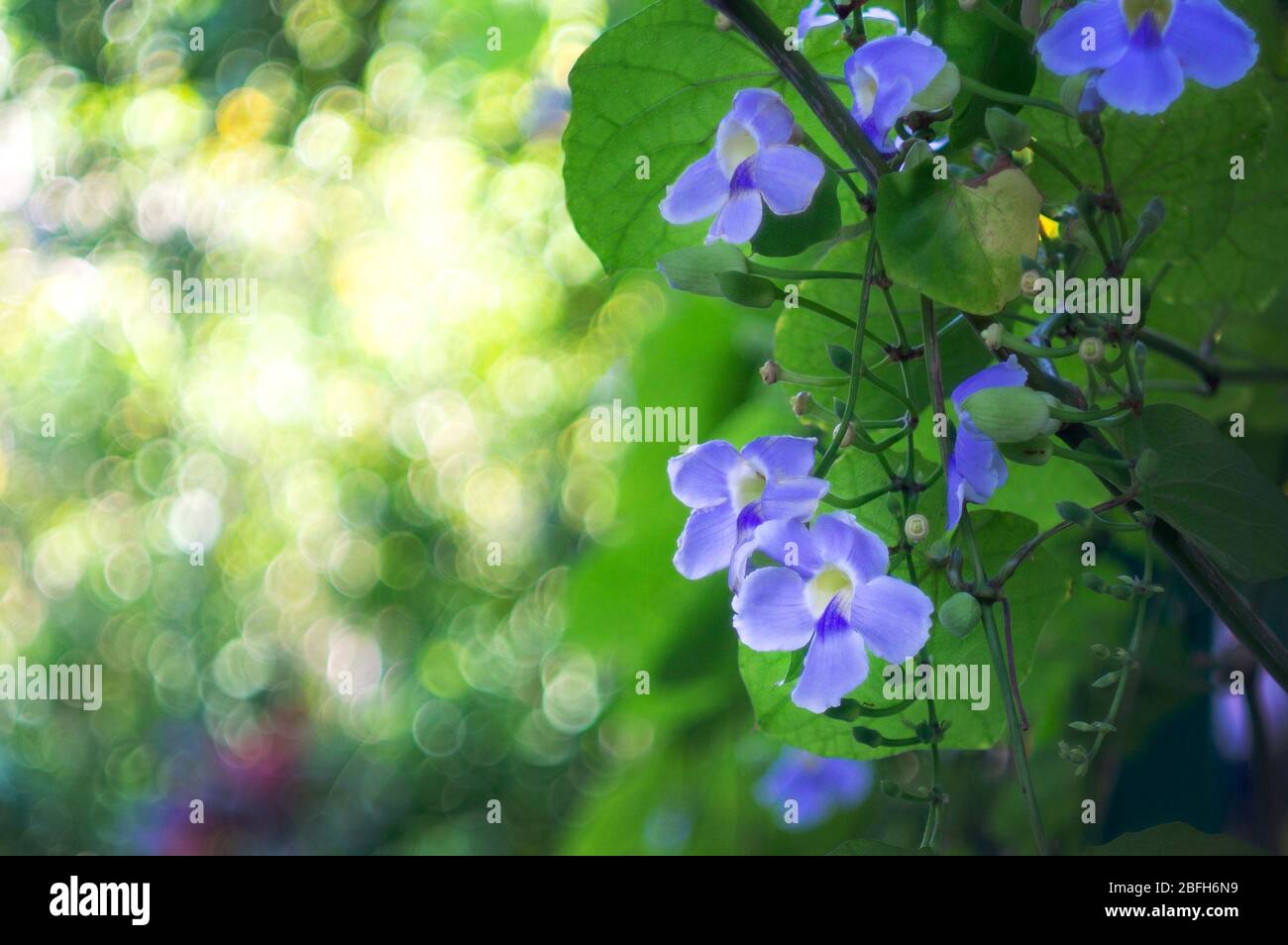 Bengal clock vine flower, Blue Trumpet, Blue Skyflower, Skyflower, Clock vine, Heavenly Blue. Stock Photo