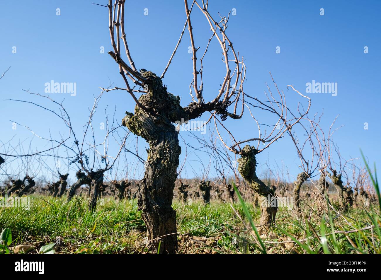 vine stocks in the Beaujolais vineyard Stock Photo