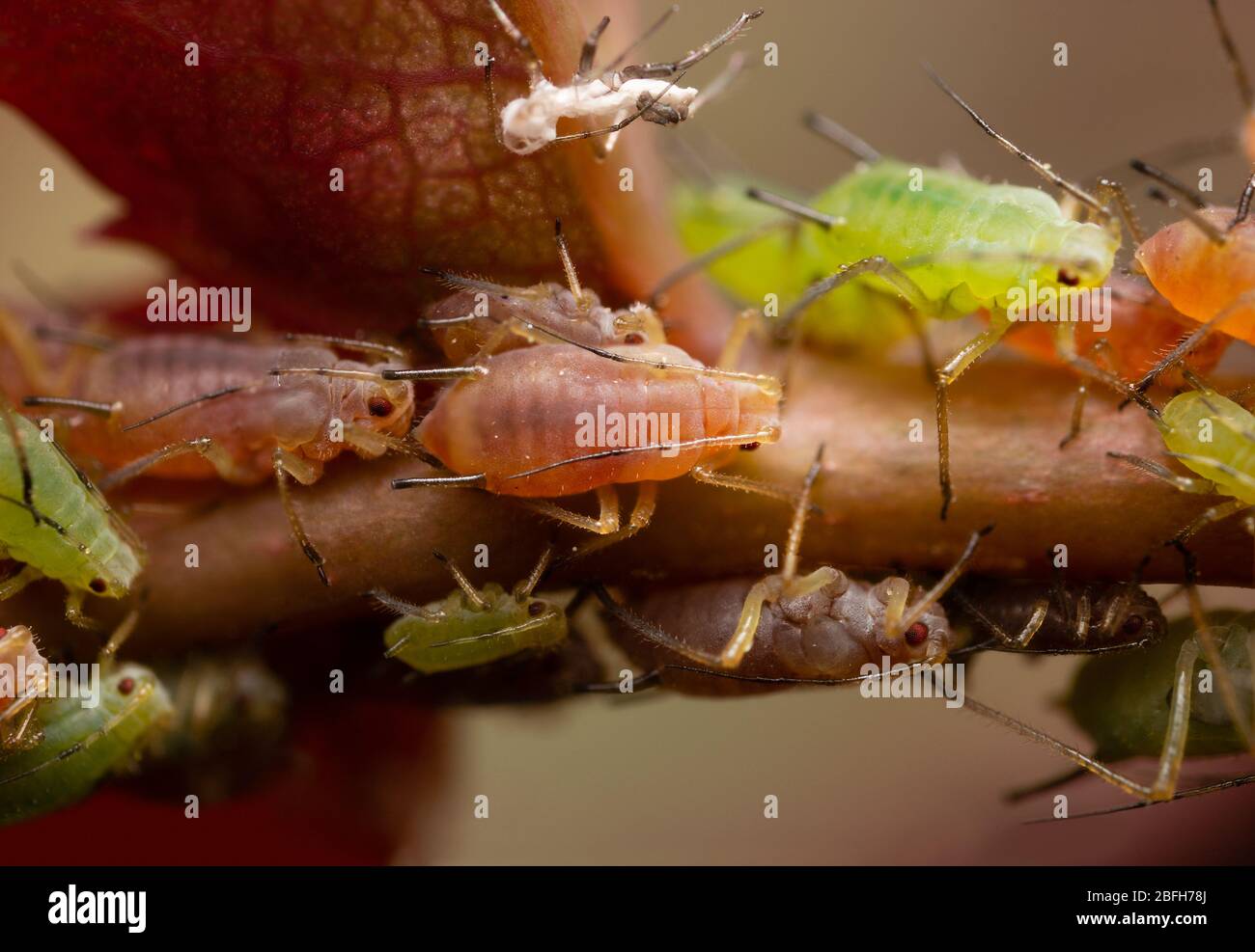 Aphids on a rose stem Stock Photo