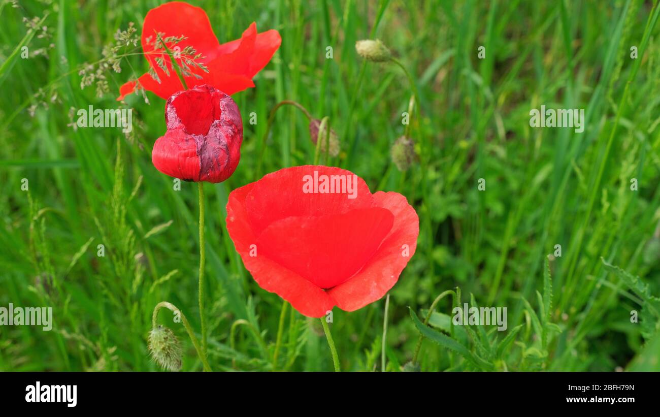Tuscan countryside with poppies hi-res stock photography and images - Alamy