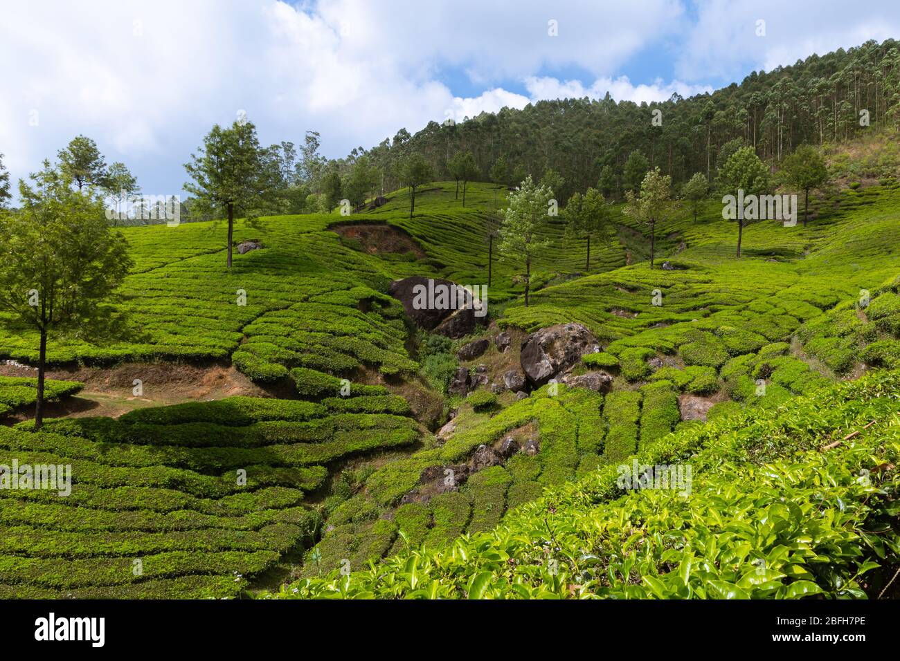 Tea plantation landscape in Munnar Kerala Stock Photo