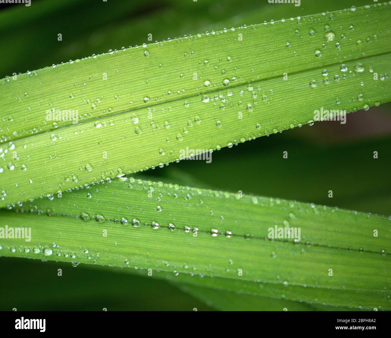 Rain drops on green leaves Stock Photo