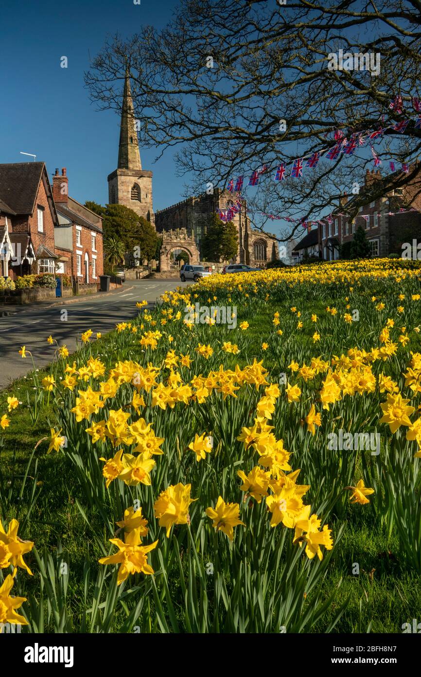 UK, England, Cheshire, Astbury, springtime, daffodils on village green and St Mary’s Church Stock Photo