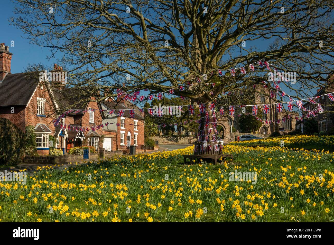UK, England, Cheshire, Astbury, springtime, daffodils on village green and St Mary’s Church Stock Photo