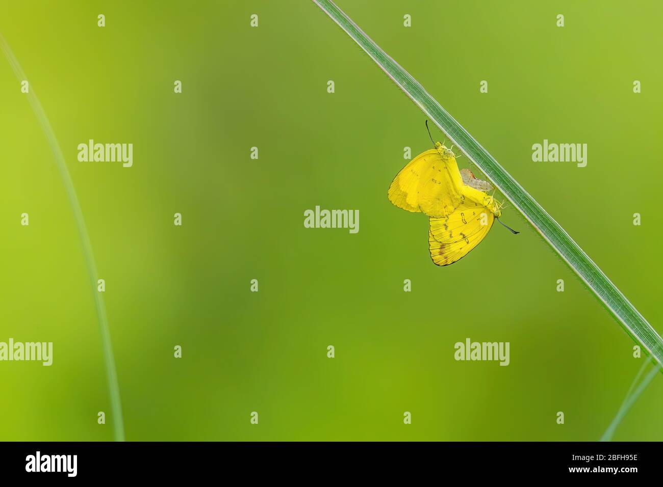 Papuan grass yellow hires stock photography and images Alamy