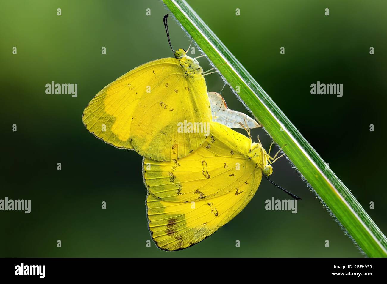 Three Spot Grass Yellow - Eurema blanda, beautiful yellow tip butterfly from Southeast Asian meadows and woodlands, Malaysia. Stock Photo