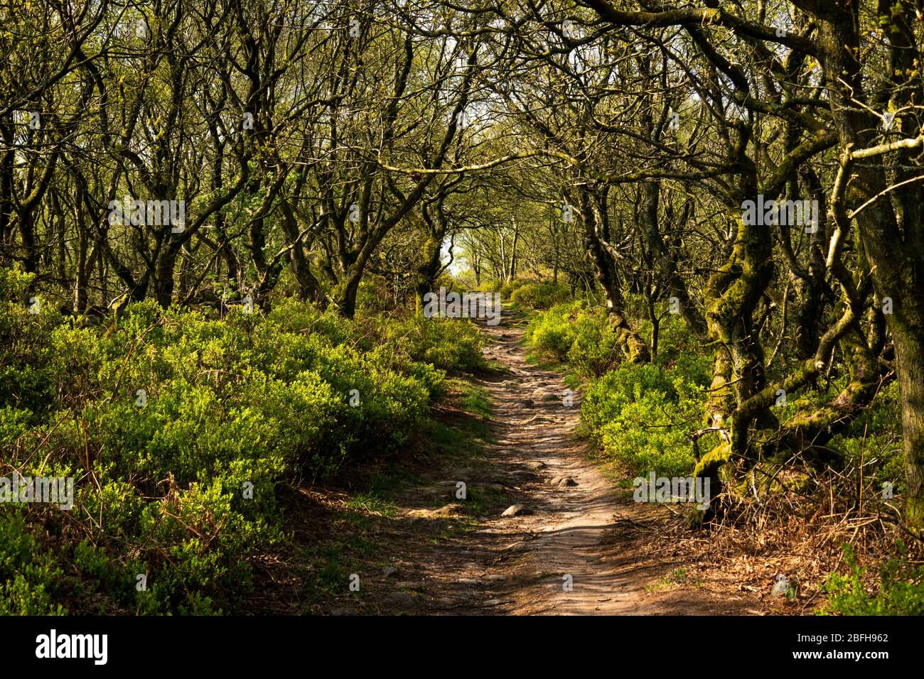 UK, England, Staffordshire, Gritstone Trail path forming Cheshire