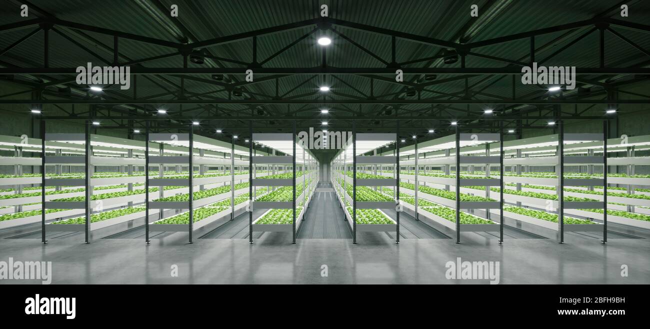 Indoor hydroponic vegetable plant factory in exhibition space warehouse. Interior of the farm hydroponics. Vegetables farm in hydroponics. Lettuce far Stock Photo
