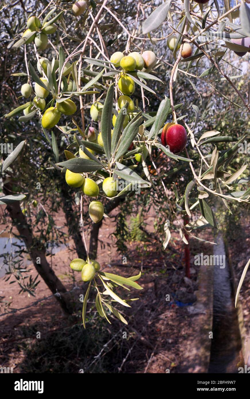 a red olive ripening between many green olives in a orchard of Sicily ...