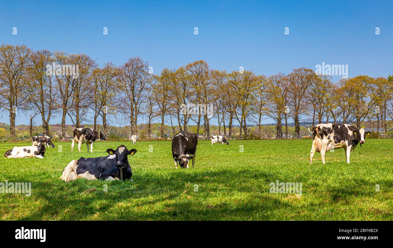 Herd of Dutch black and white milk cows outdoor resting on meadow Stock ...