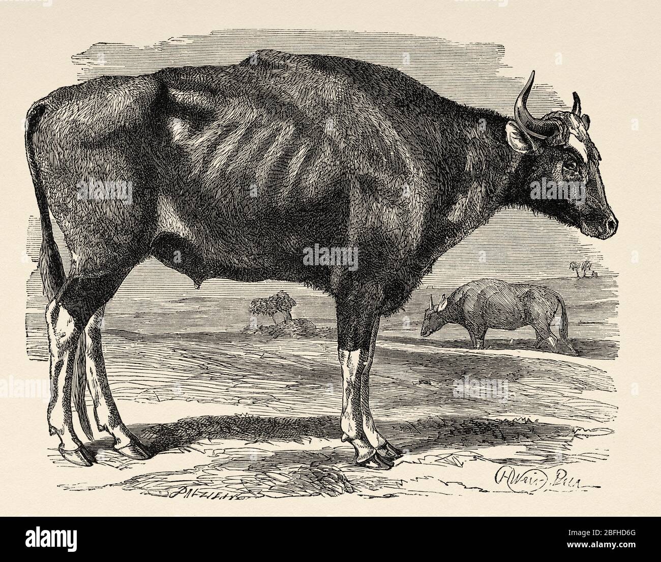 The gaur (Bos gaurus) or seladang, is a wild bovine from India, Nepal and Indochina, closely related to domestic cows, India. Old engraving illustrati Stock Photo - Alamy The gaur (Bos gaurus) or seladang, is a wild bovine from India, Nepal and Indochina, closely related to domestic cows, India. Old engraving illustrati Stock Photo - Alamy