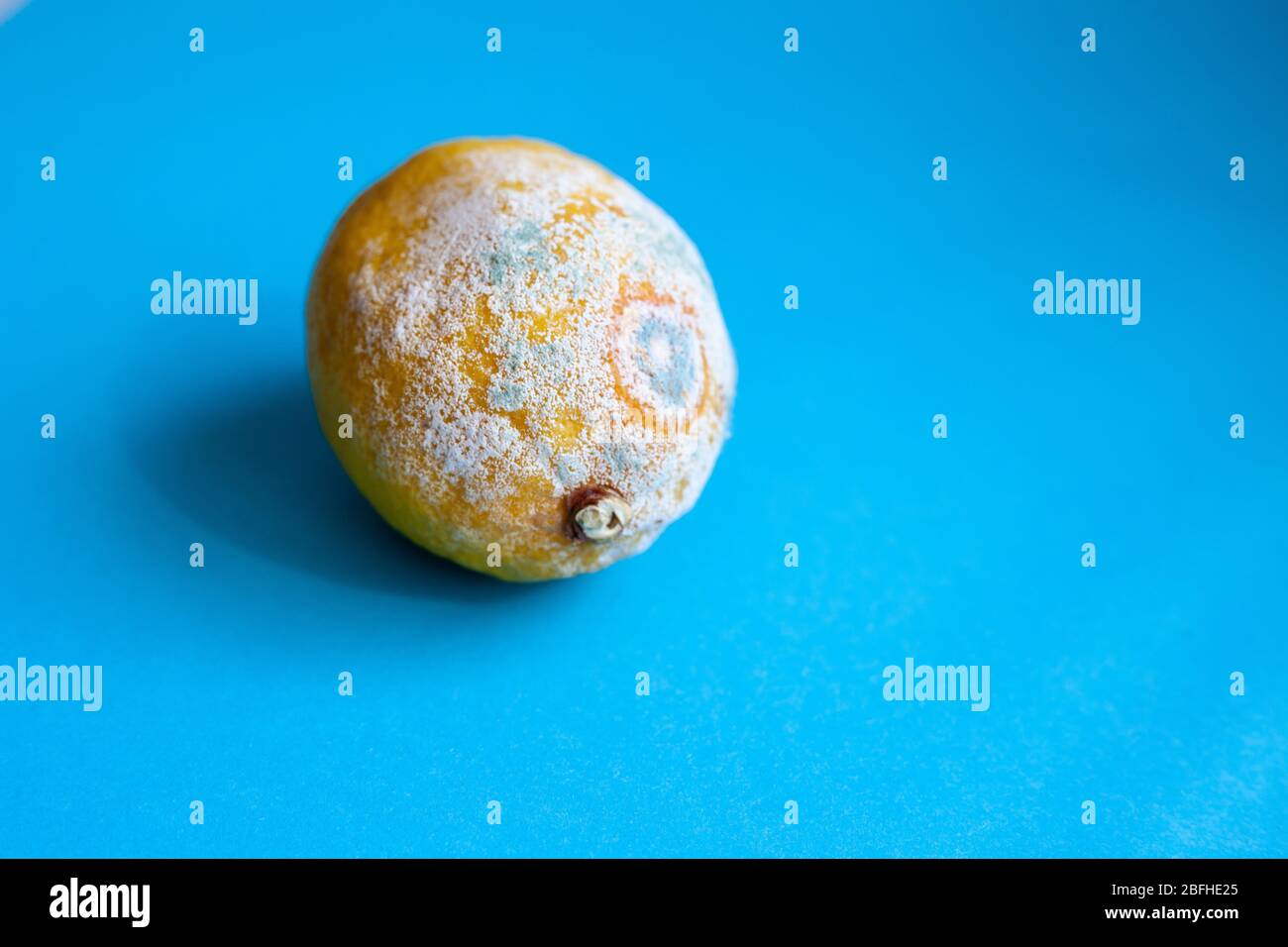 Moldy lemon on a blue background. Botulism spores on spoiled fruit. Rotten lemon. Stock Photo