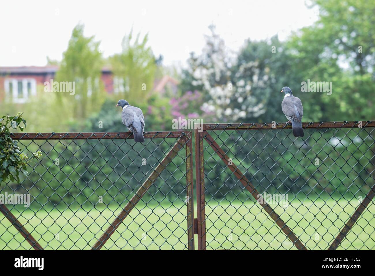 Funny animals, two birds look away from each other sitting on a fence Stock Photo