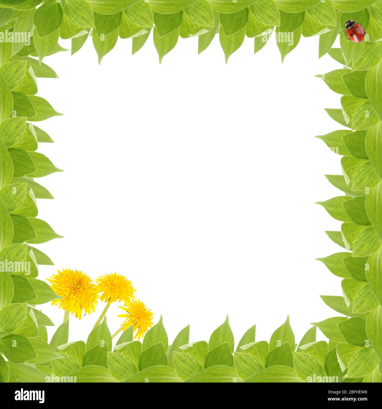 Green leaves frame with copy space Stock Photo - Alamy