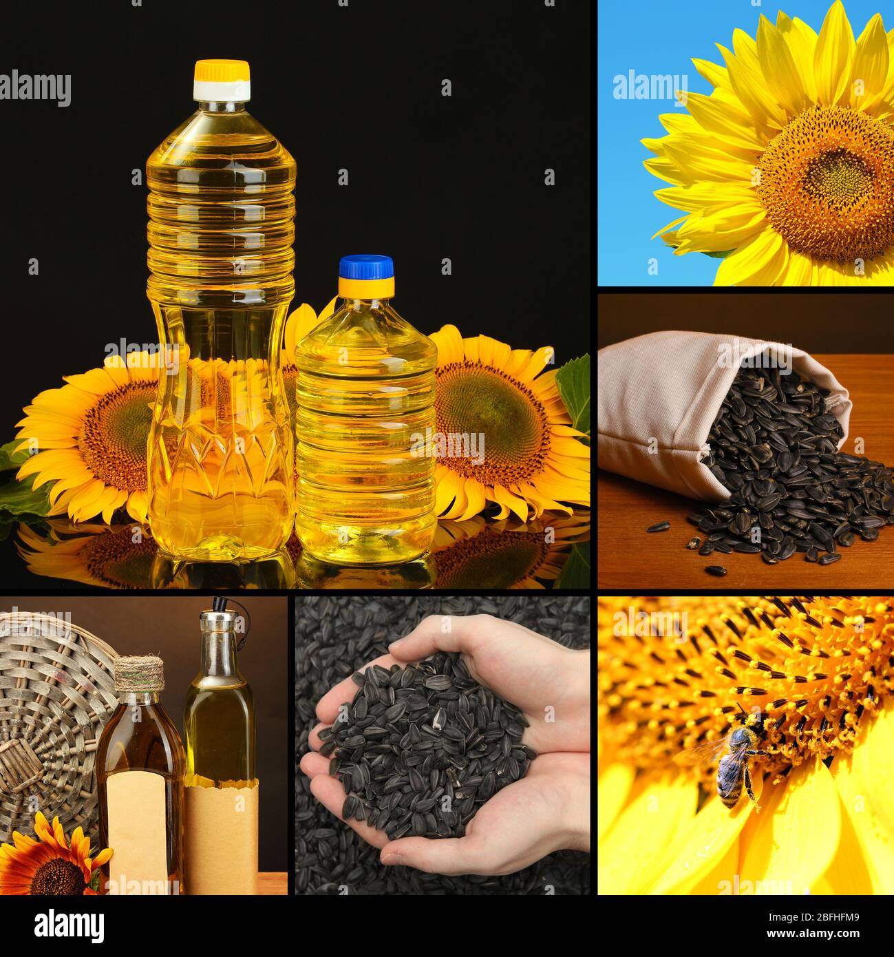 Как делают подсолнечное масло из семечек. Масло подсолнечное. Продукты из подсолнечника. Масло из подсолнуха. Подсолнухи маслом.